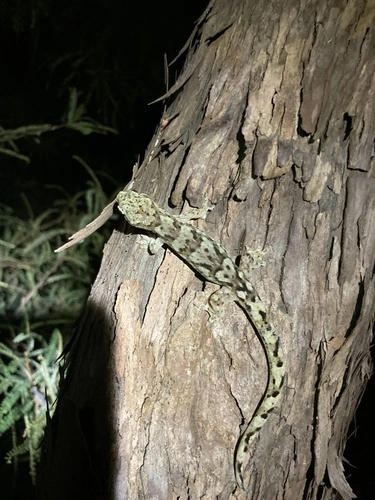 Raukawa Gecko