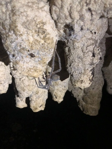 Nelson Cave Spider