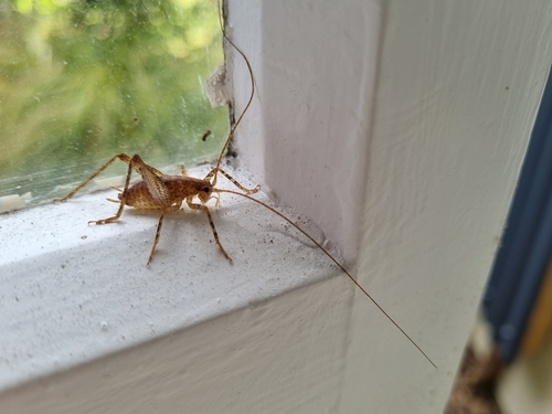 Camel Crickets, Cave Crickets, and Cave Wetas