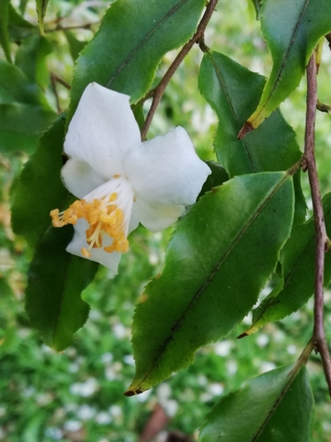 Camellia tsaii