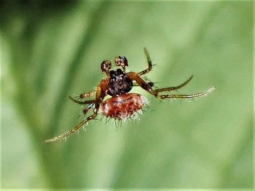 Two-spined spider