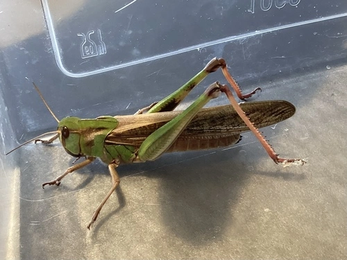 Locust