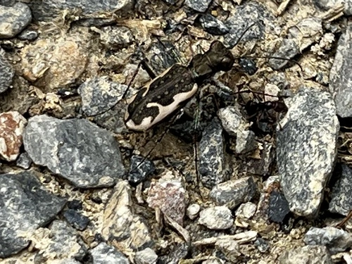 Neocicindela tuberculata