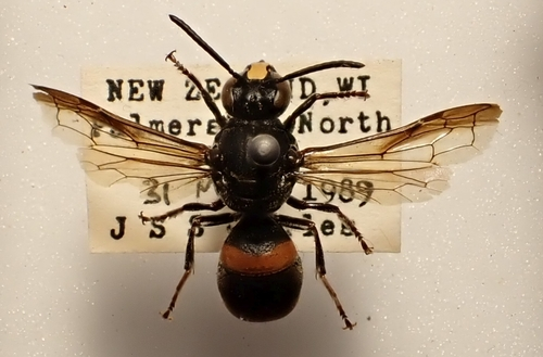 Common Wasp-mimic Bee
