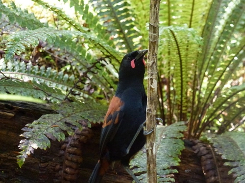 South Island Saddleback