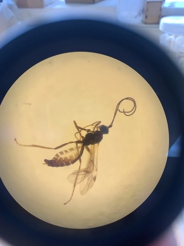 Braconid Wasps