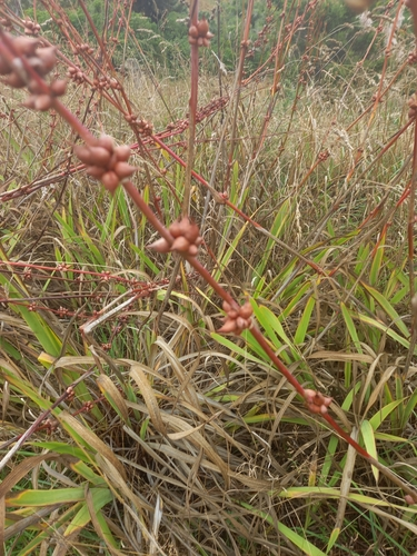 Watsonias