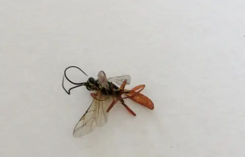 Ichneumonid Wasps