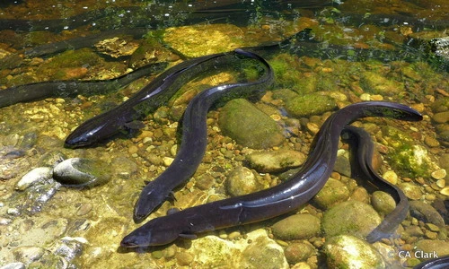 New Zealand Longfin Eel