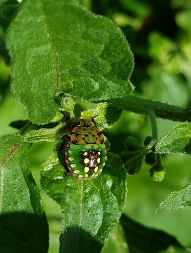 Cimice verde