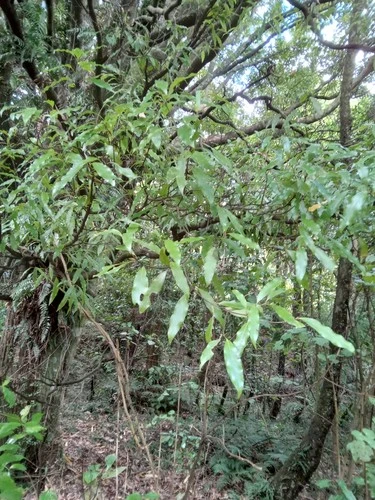 Tawa