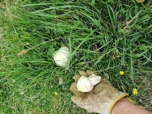 Agaricus sect. Arvenses
