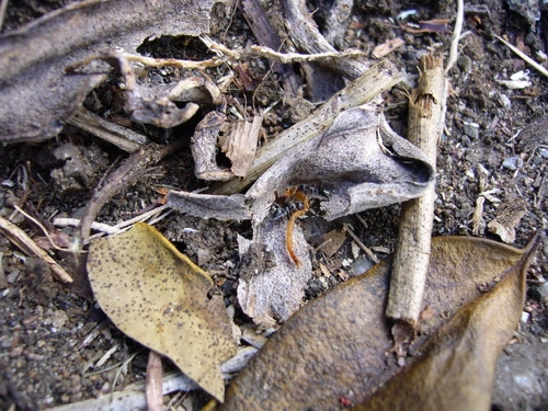 Rainbow Ants