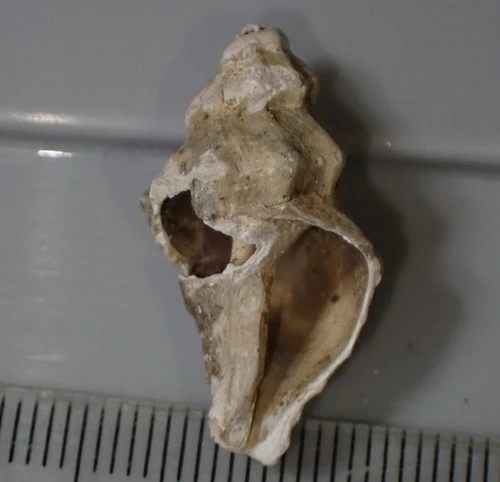 Muricidae