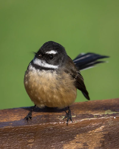 Piwakawaka