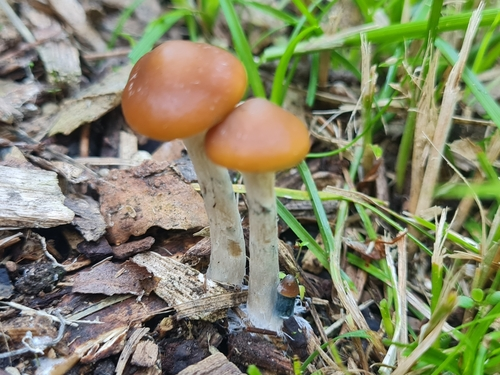 Psilocybe subaeruginosa
