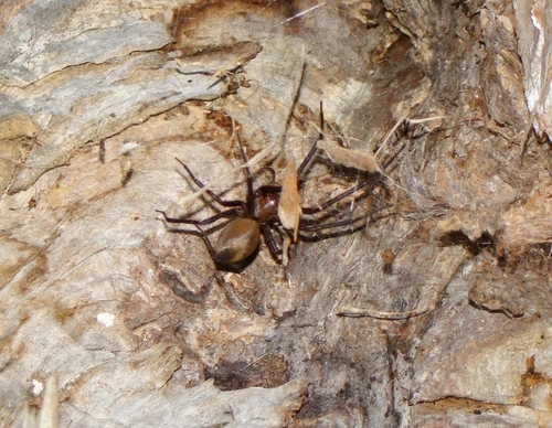Sheetweb Spider