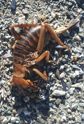Mountain Stone Weta