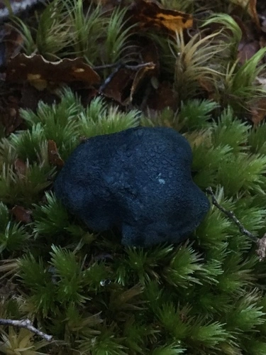 Rossbeevera pachydermis