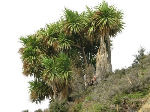 New Zealand cabbage tree