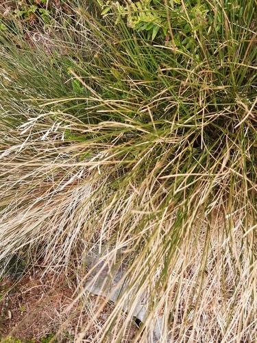 Gossamer grass