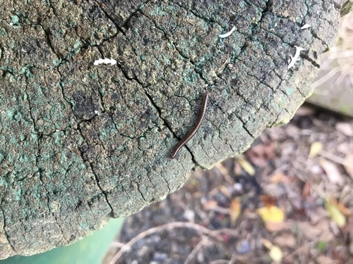 Round-backed Millipedes