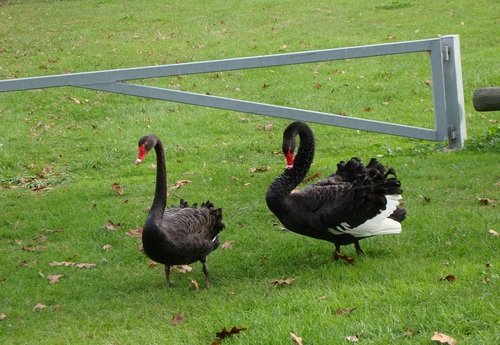 Black Swan