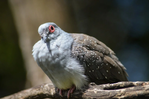 diamond dove