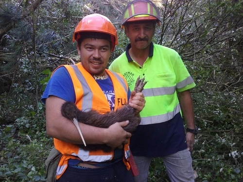 North Island Brown Kiwi