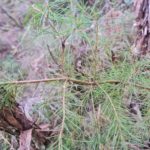 Bushy needlebush