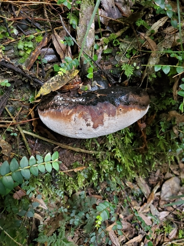 Artist's Brackets, Reishi, and Allies