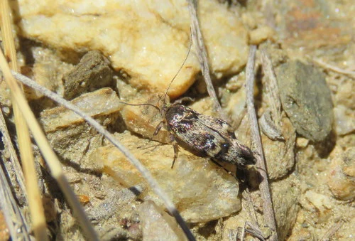 Hierodoris frigida