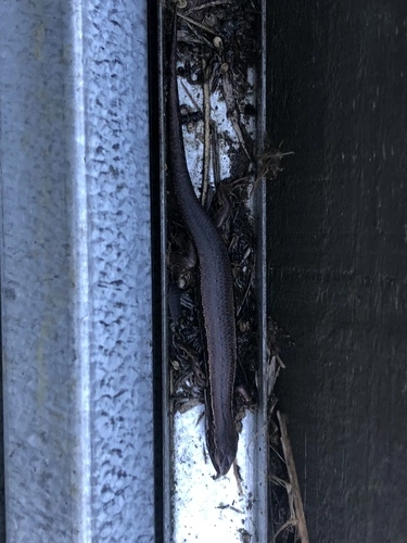 Common New Zealand Skink