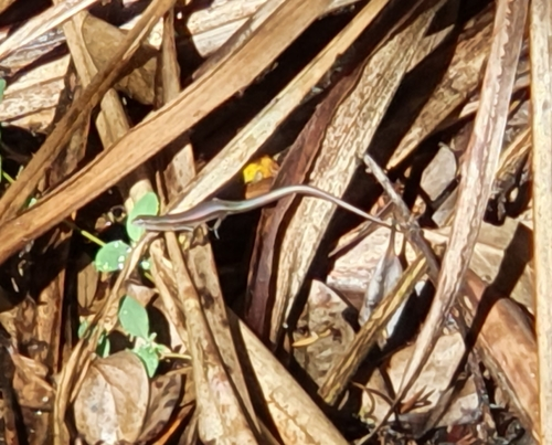 Delicate Garden Skink