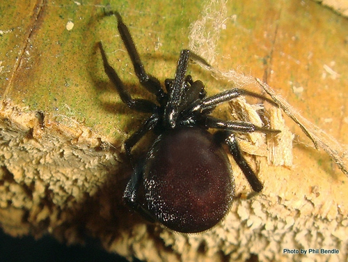 Steatoda capensis