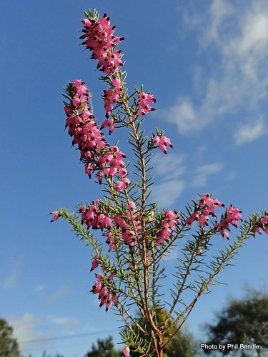 Erica x darleyensis 'Kramers Red'