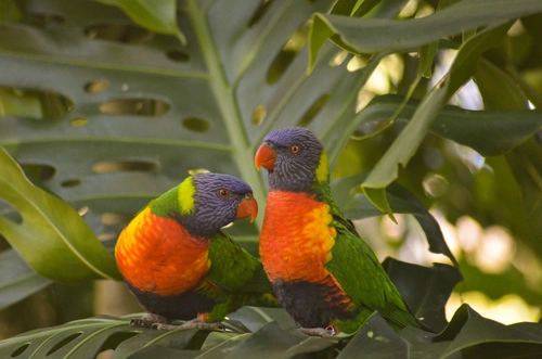 Rainbow Lorikeets and Allies