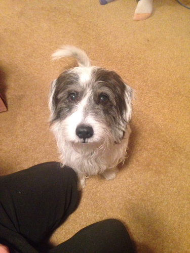 Domestic Dog