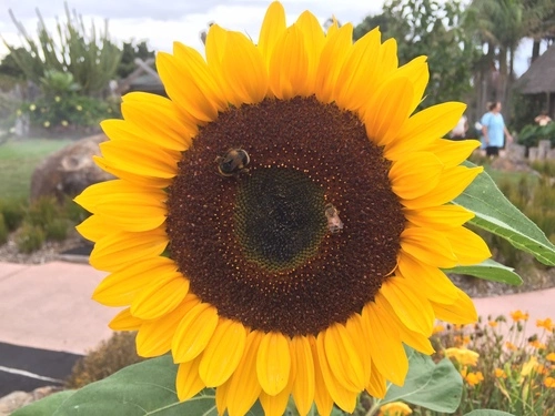 Sunflowers