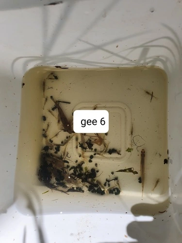 Glass Shrimps