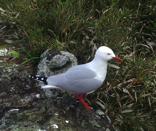Red-billed Gull