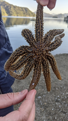 Eleven-armed Sea Star