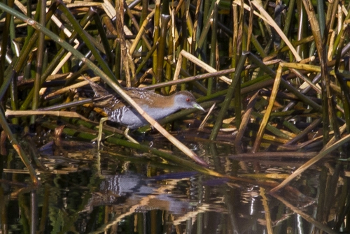 Marsh Crake