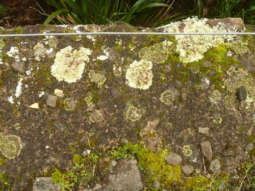 sexy pavement lichen