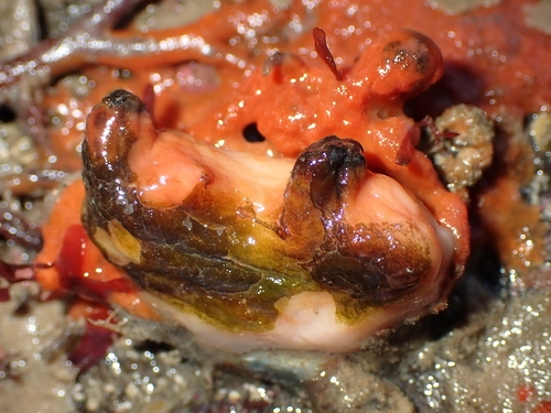 Orange Ascidian Sea Squirt