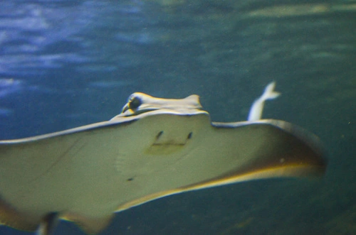 New Zealand Eagle Ray