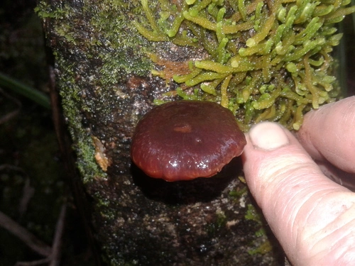 gilled mushrooms