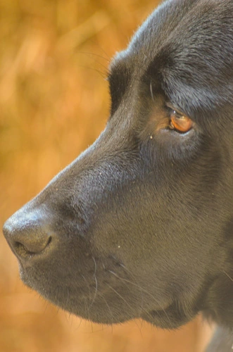 Domestic Dog