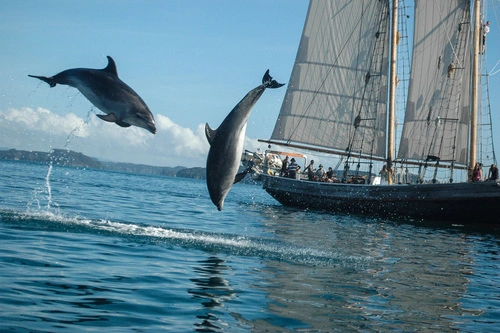 Common Bottlenose Dolphin