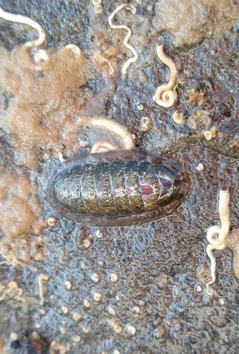 Ischnochiton maorianus